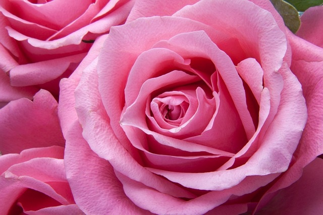 pink roses