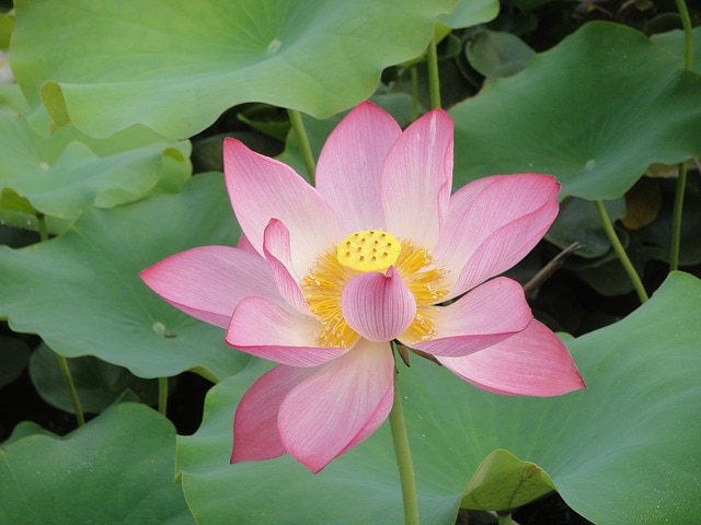 lotus 